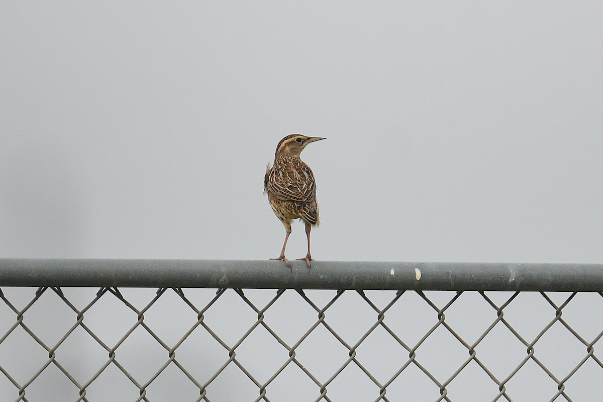 Eastern Meadowlark - ML644014223