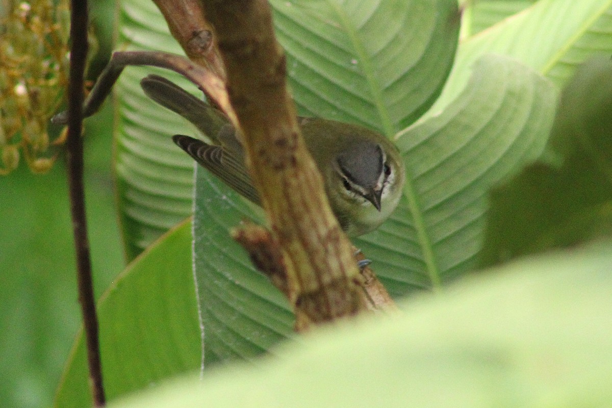 Red-eyed Vireo - ML644014233
