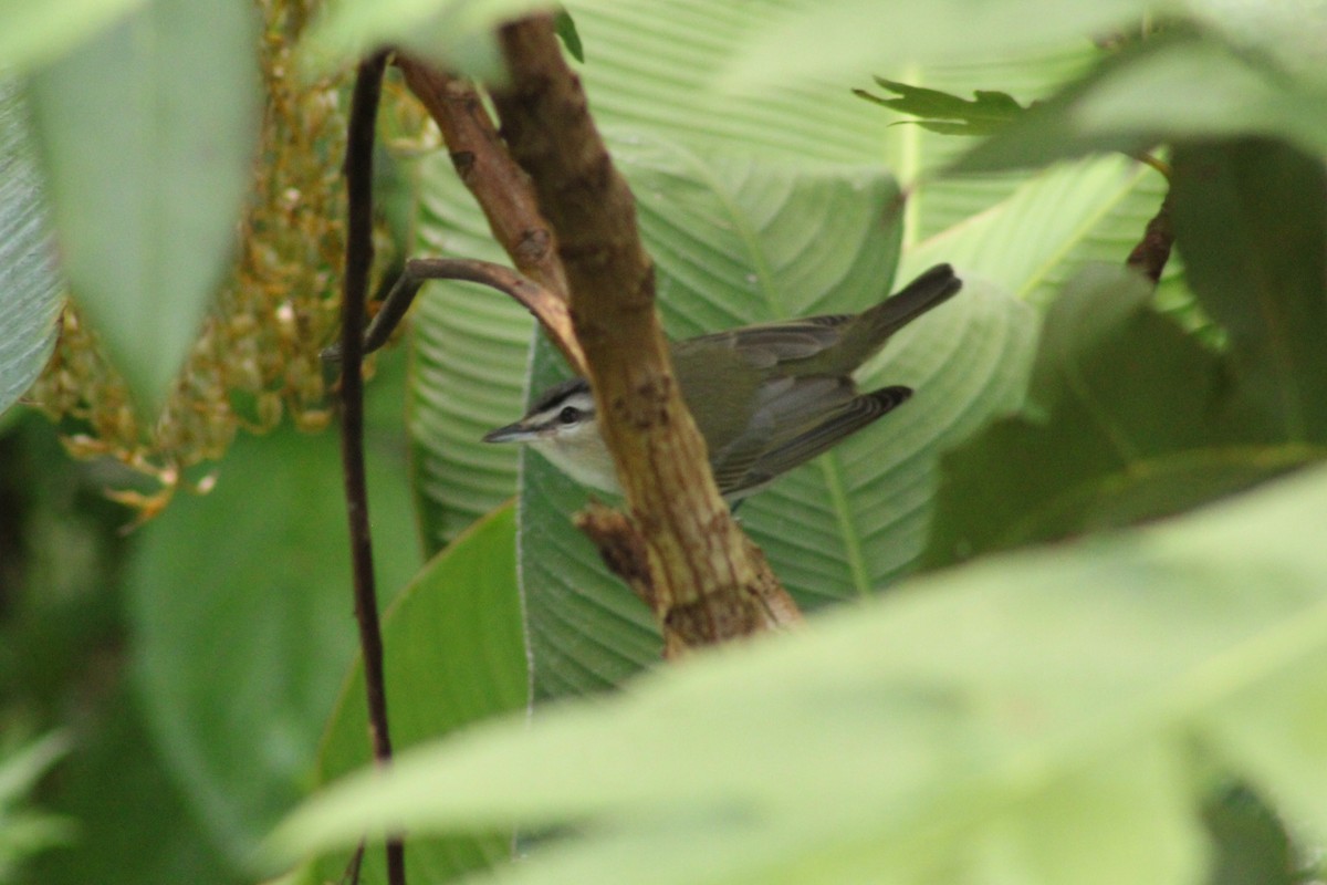 Red-eyed Vireo - ML644014235
