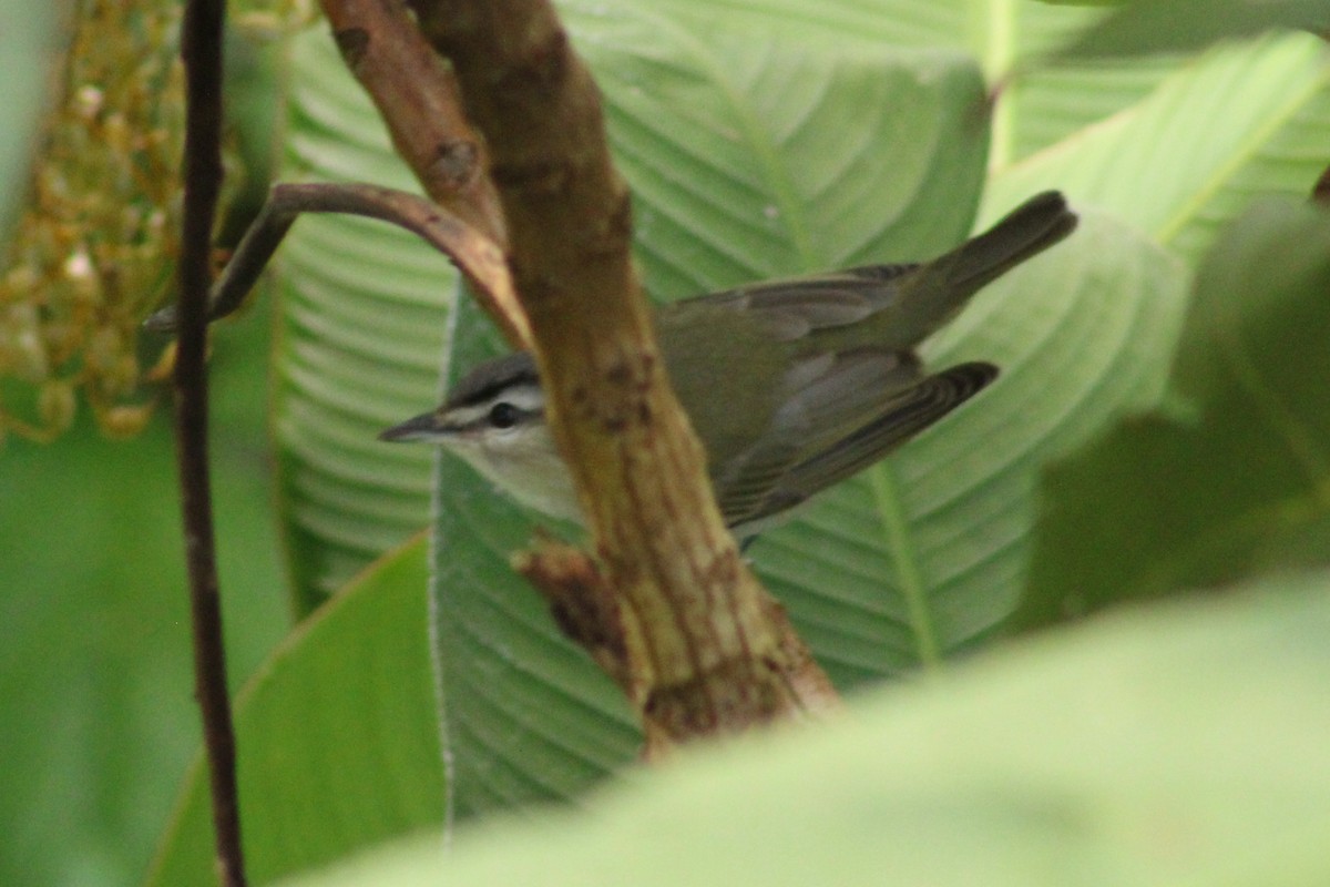 Red-eyed Vireo - ML644014240