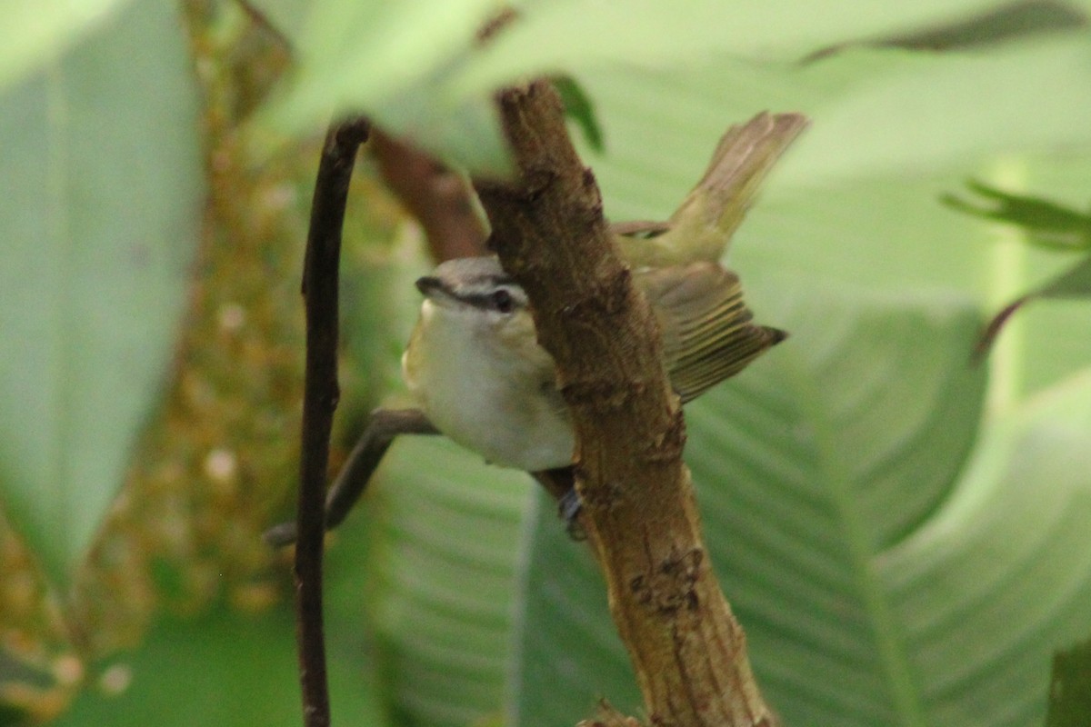 Red-eyed Vireo - ML644014242