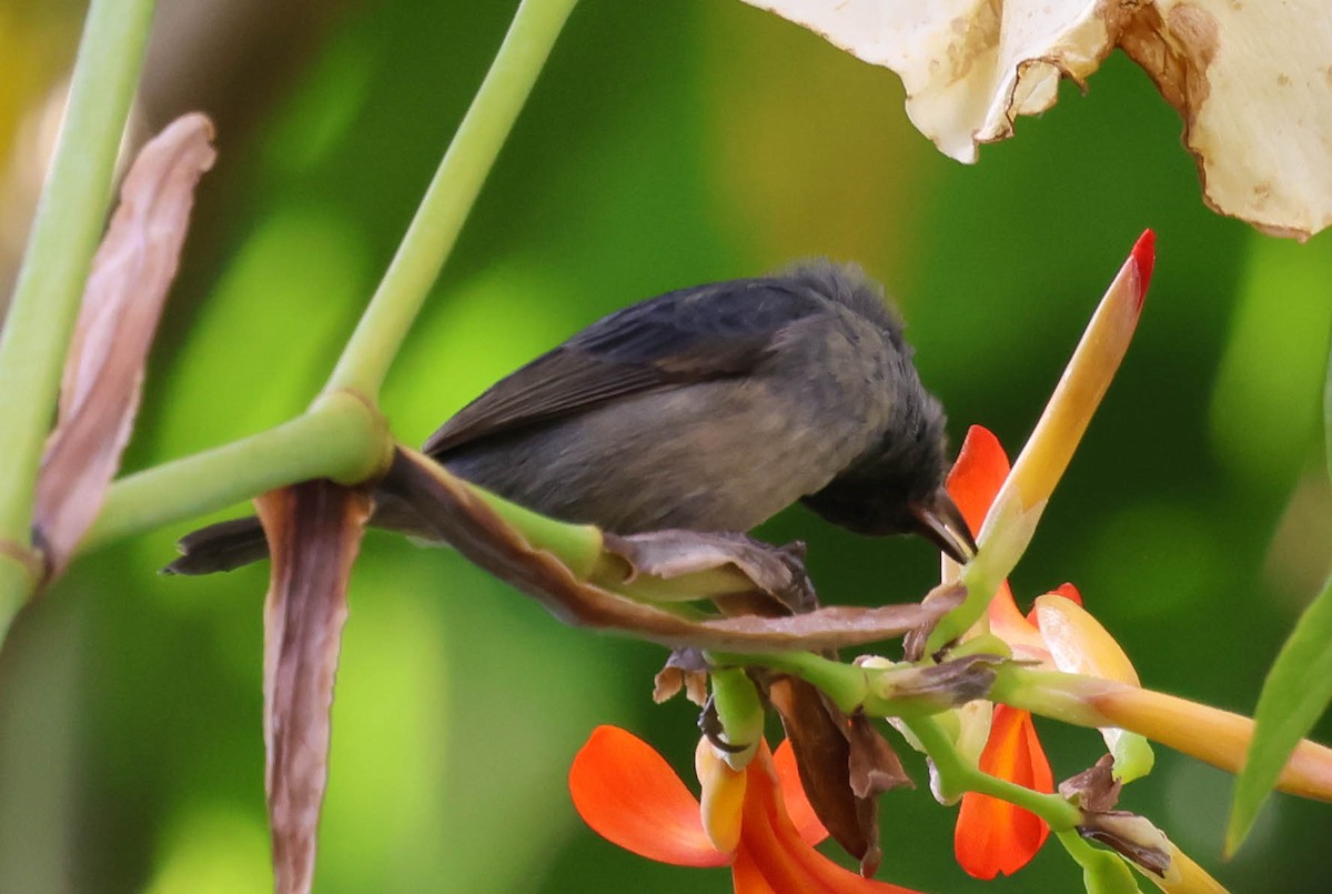Slaty Flowerpiercer - ML644014249