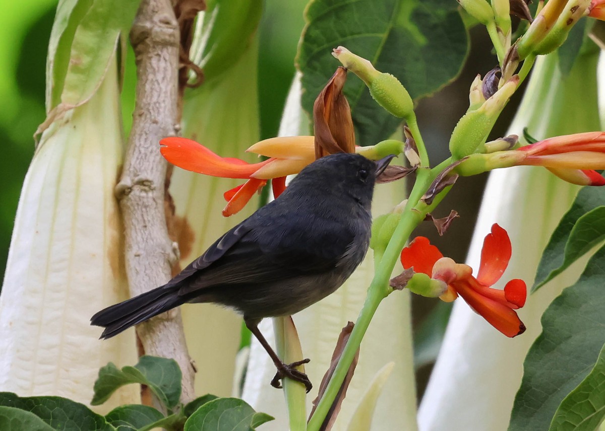 Slaty Flowerpiercer - ML644014250