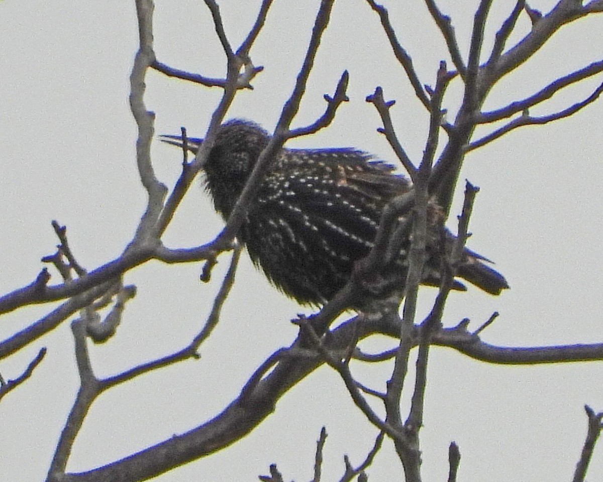 European Starling - ML644014271