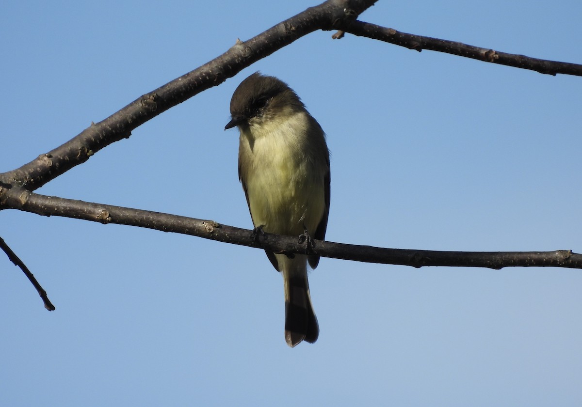 Eastern Phoebe - ML644014276
