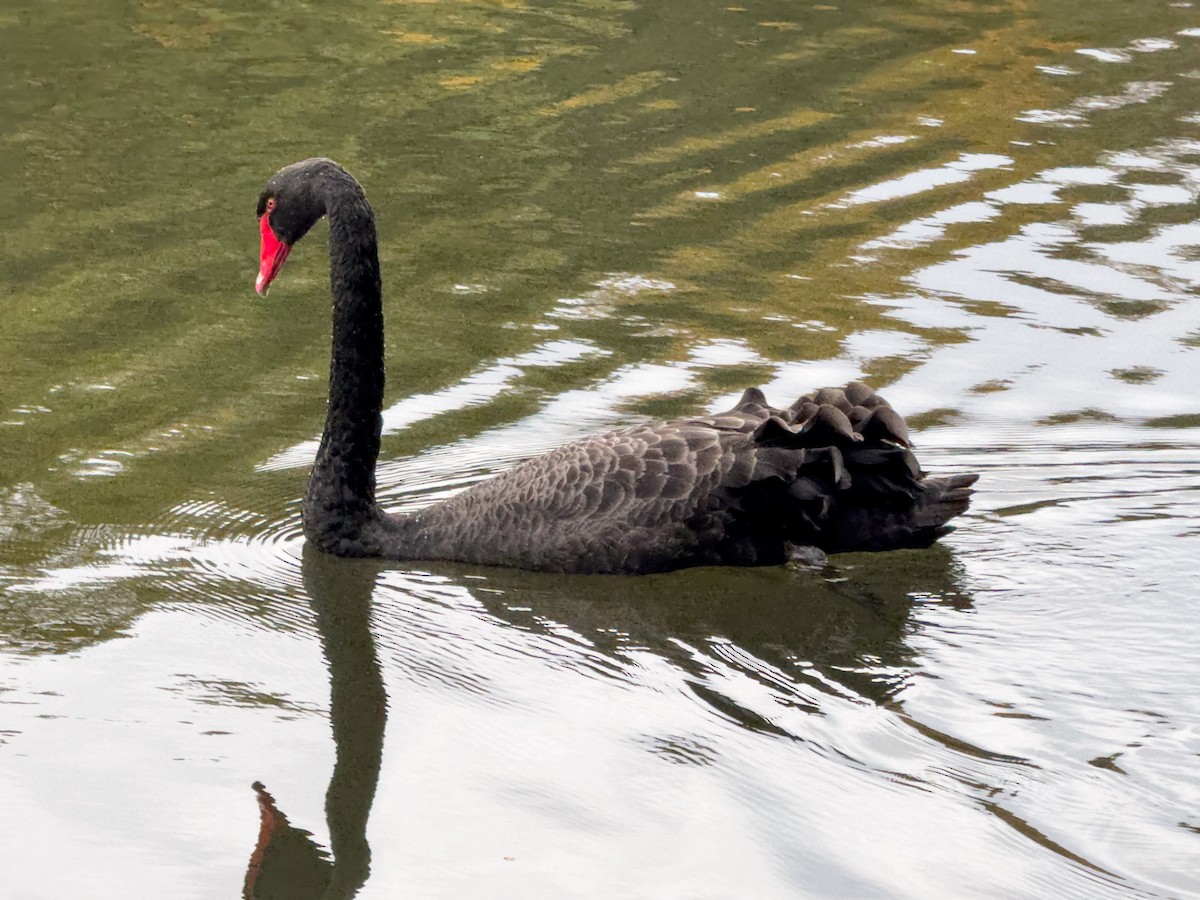 Black Swan - ML644014282
