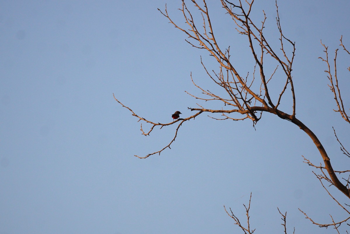Vermilion Flycatcher - ML644014286