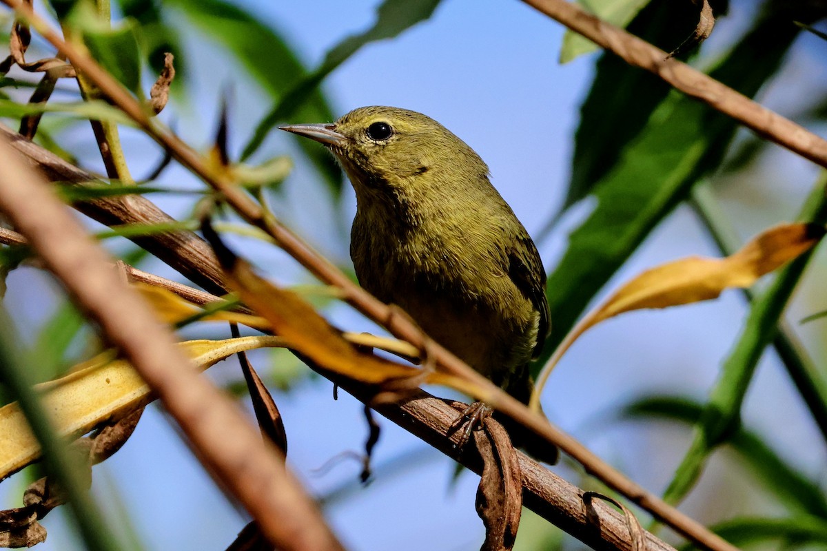 Orange-crowned Warbler - ML644014317