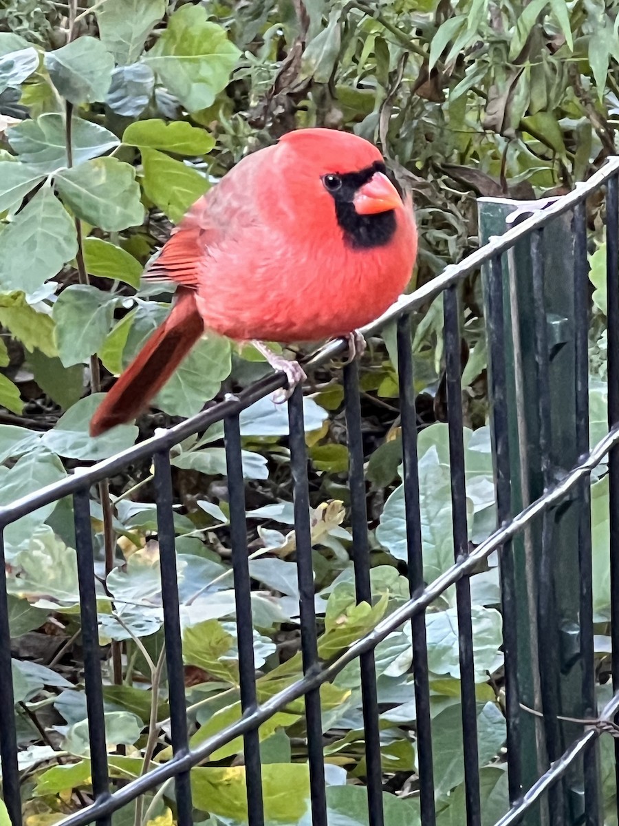 Kardinal arrunta - ML644014324