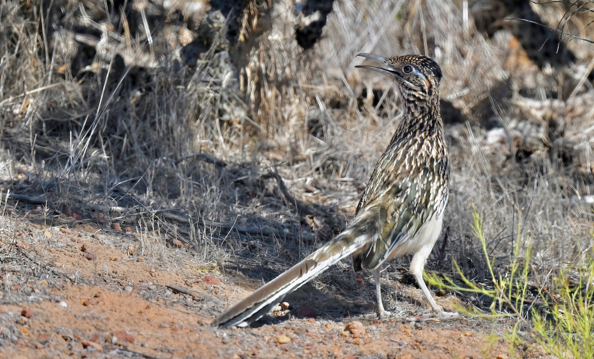 Greater Roadrunner - ML644014325