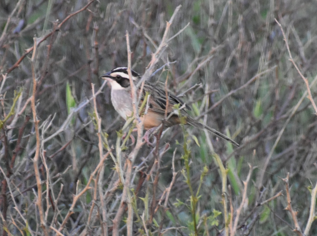 Чінголо широкобровий - ML644014326