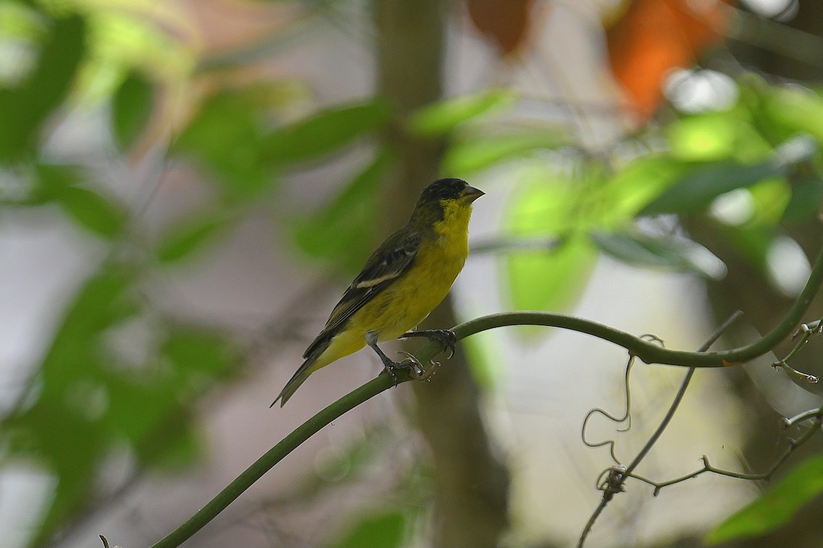 Lesser Goldfinch - ML644014369