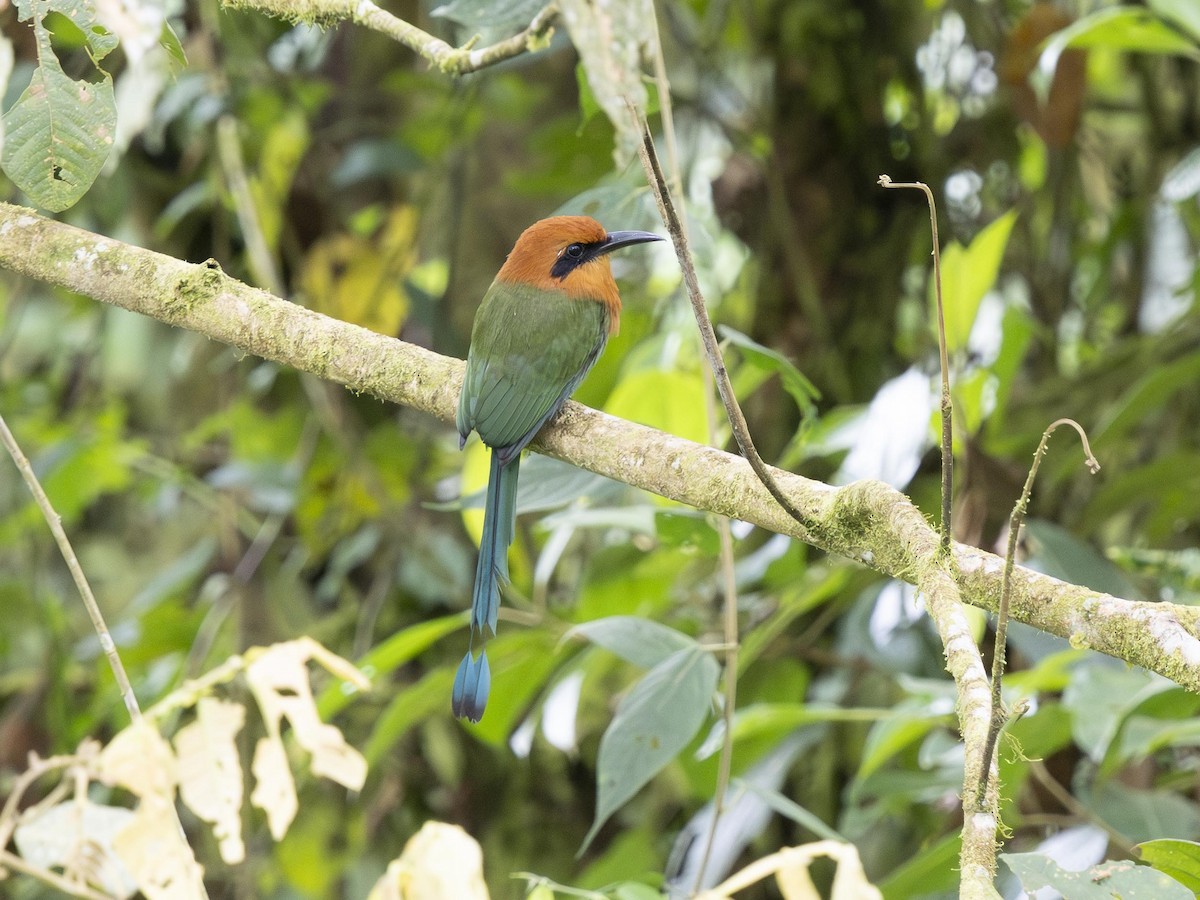 Broad-billed Motmot - ML644014378