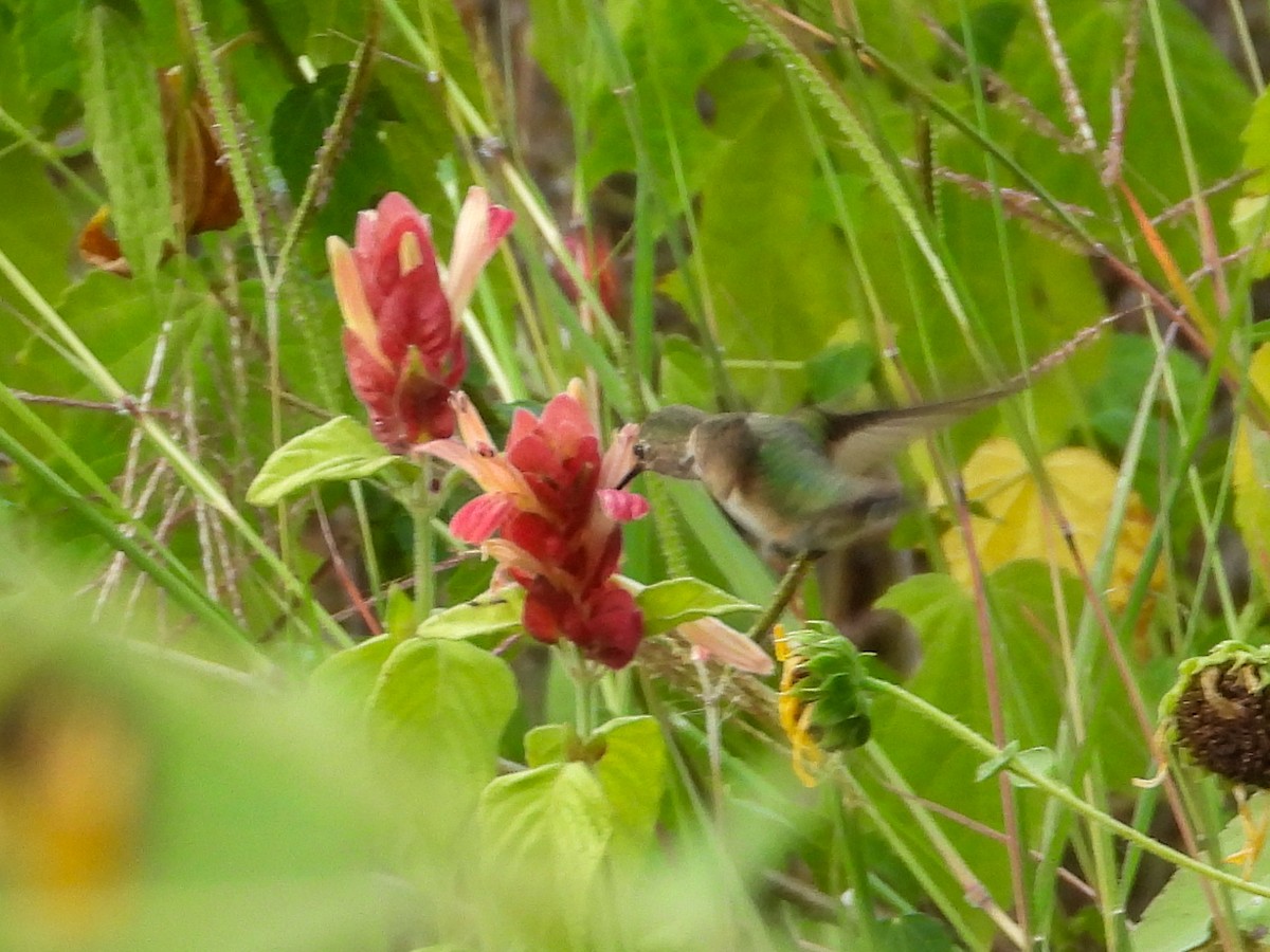 Calliope Hummingbird - Vicki Miller