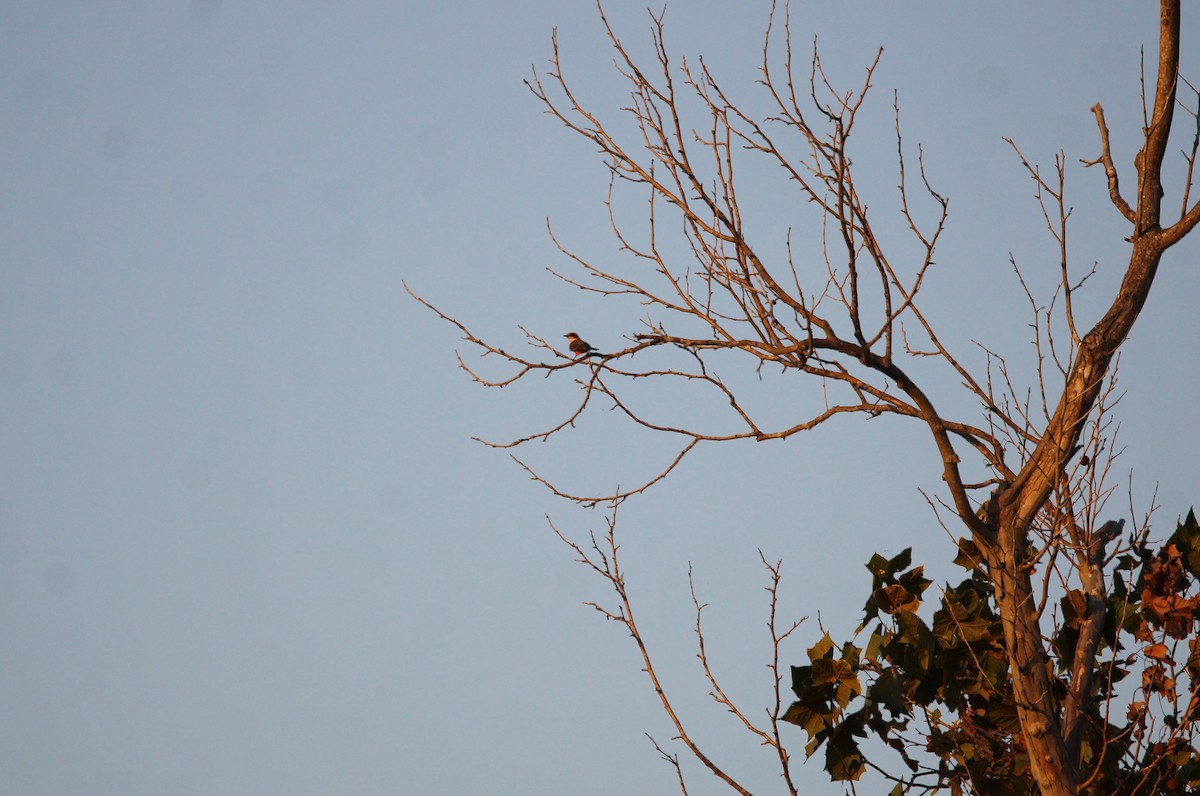 Vermilion Flycatcher - ML644014400