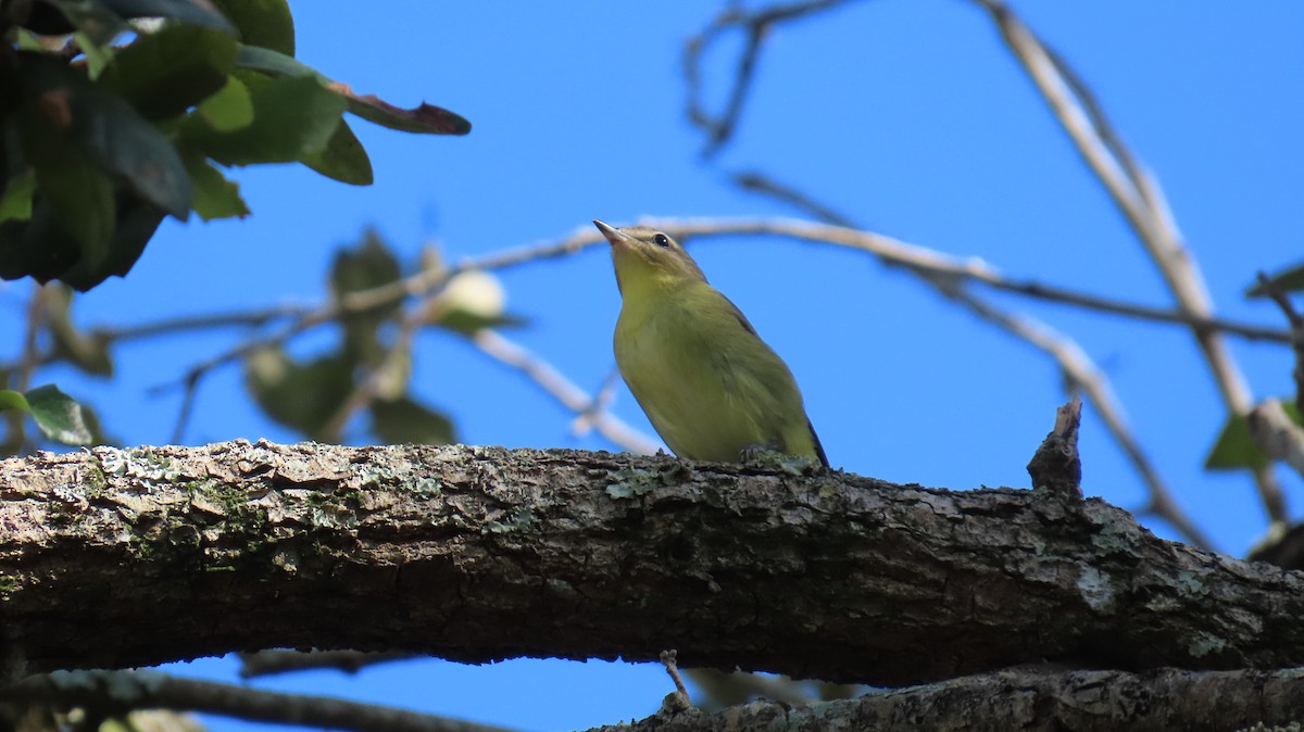 Philadelphia Vireo - ML644014410