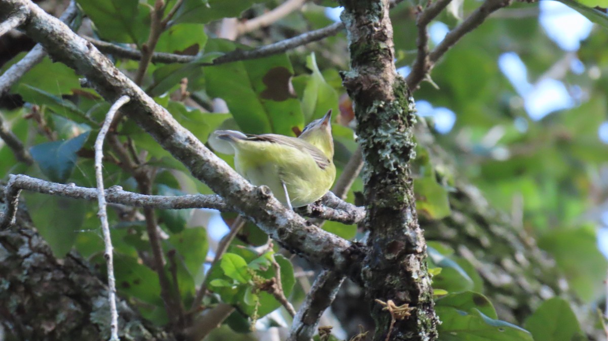 Philadelphia Vireo - ML644014411