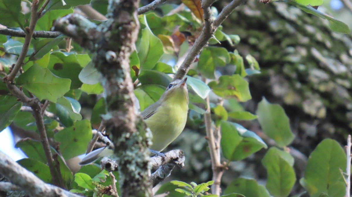Philadelphia Vireo - ML644014412