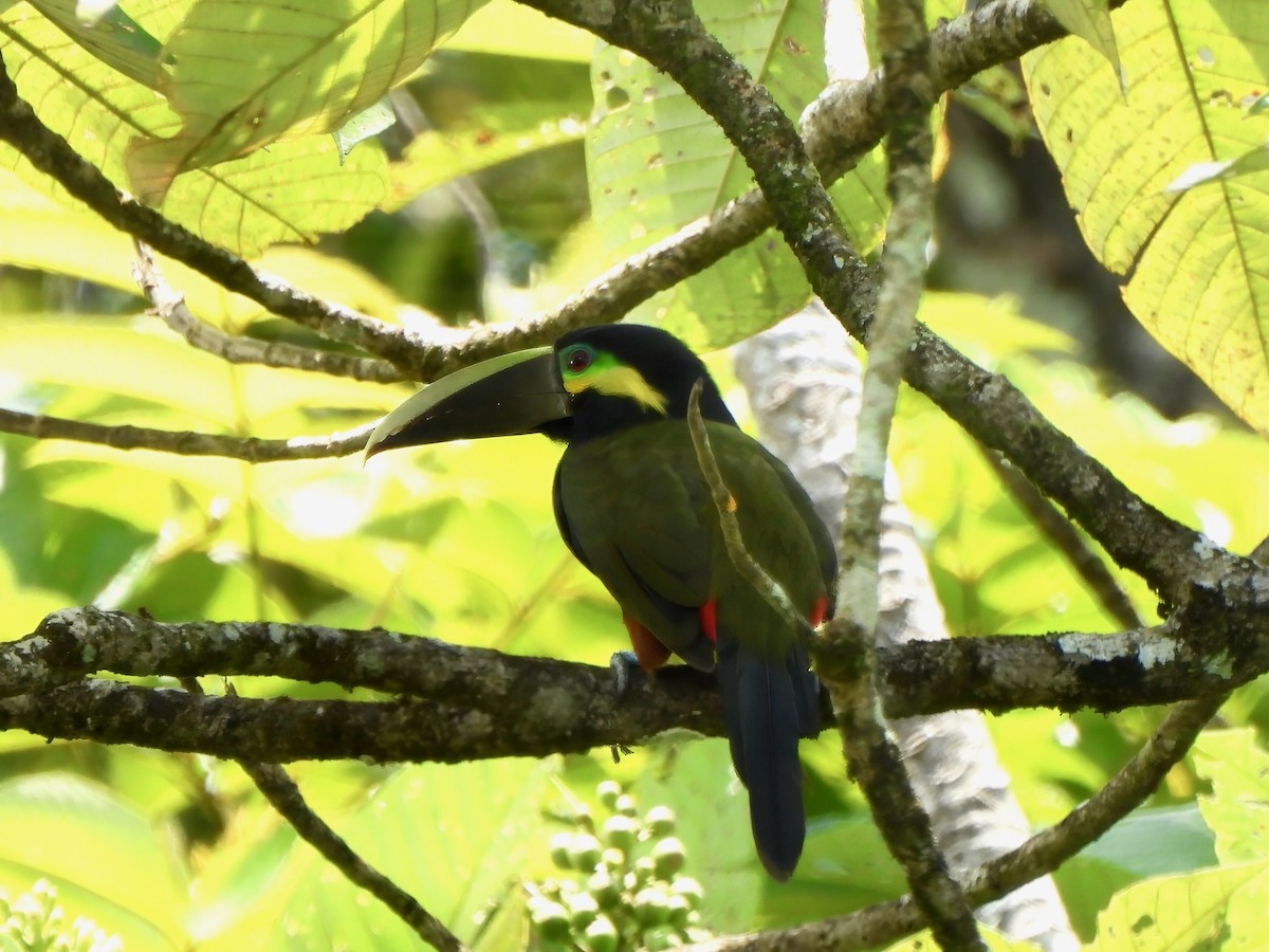 Yellow-eared Toucanet - ML644014420