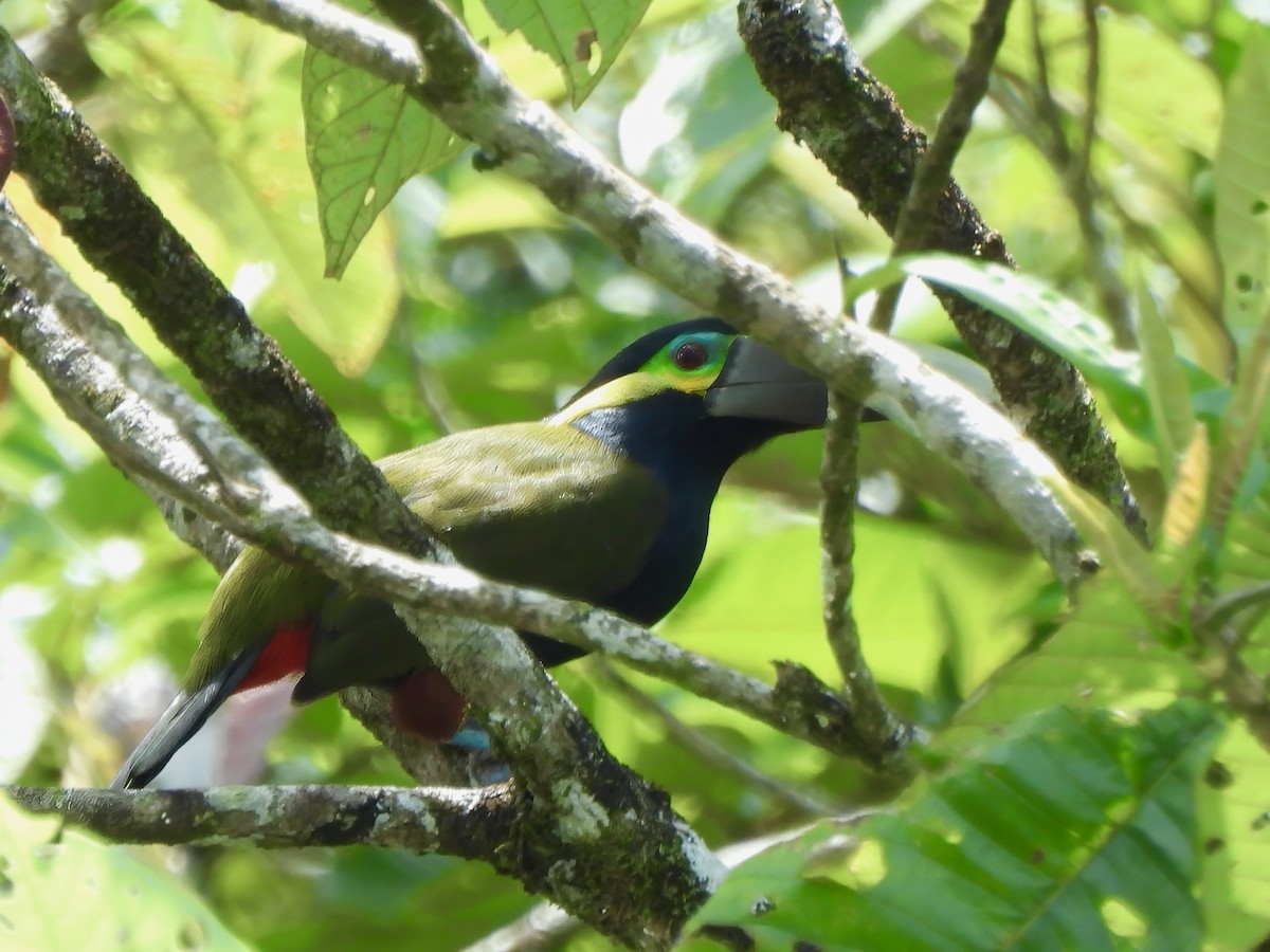 Yellow-eared Toucanet - ML644014422