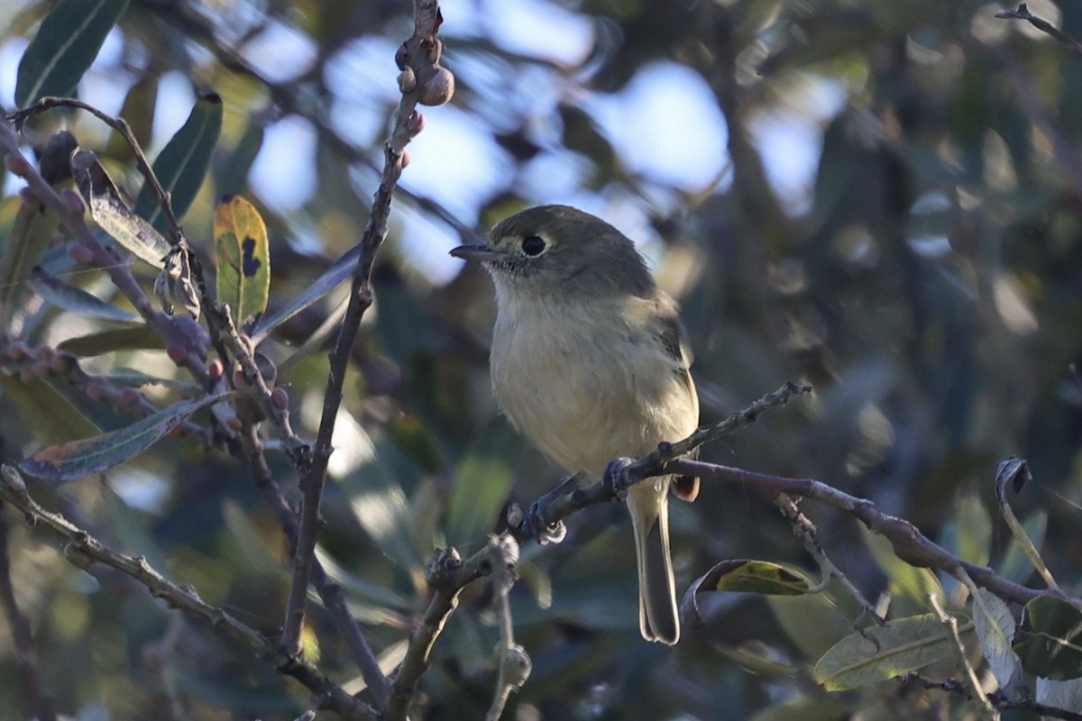 Hutton's Vireo - ML644014470