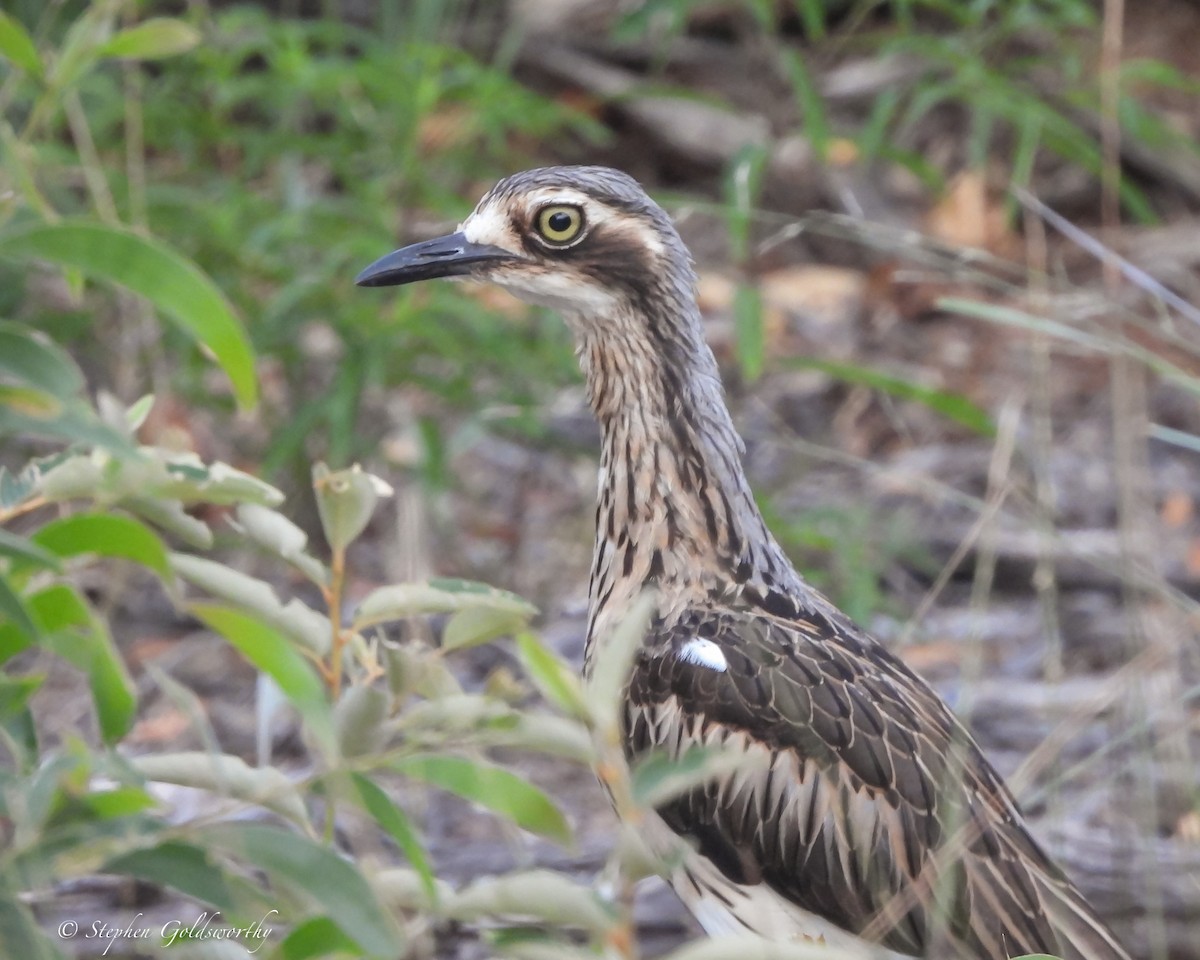 Bush Thick-knee - ML644014480