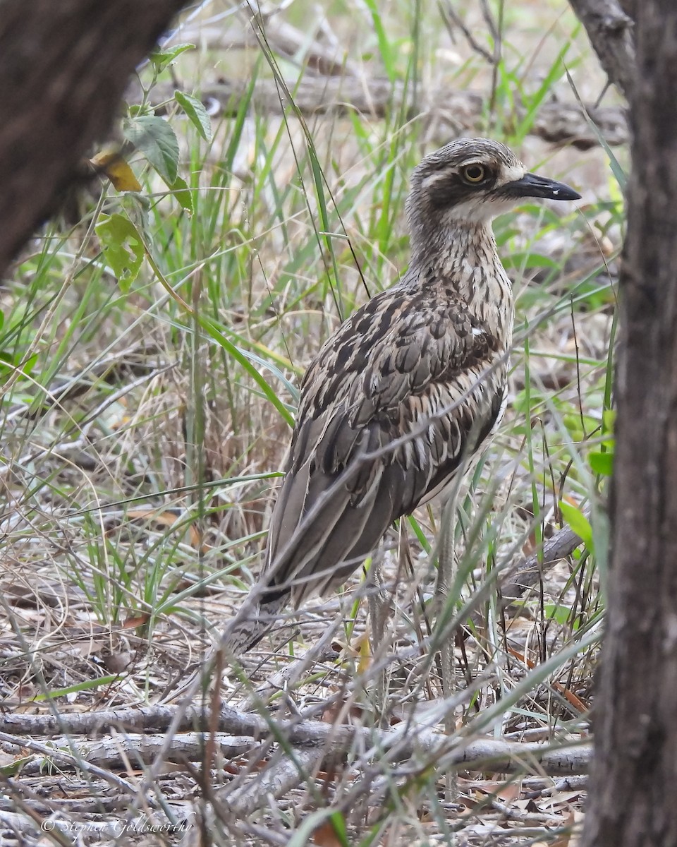 Bush Thick-knee - ML644014481