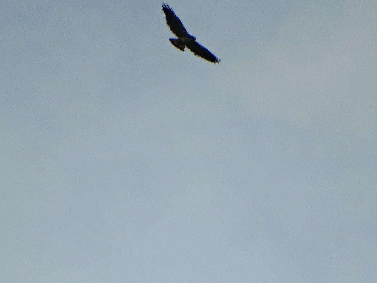 Variable Hawk - ML644014485