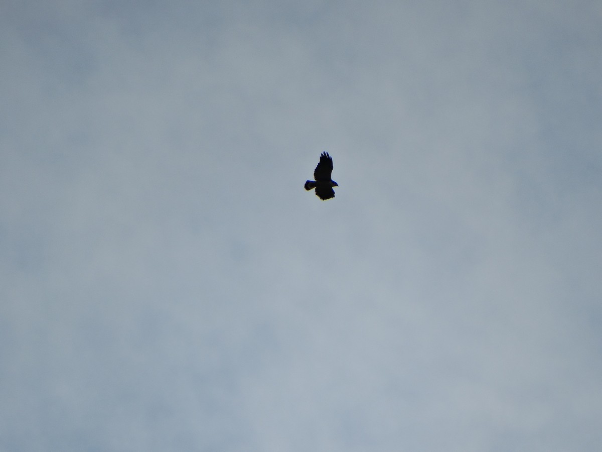 Variable Hawk - ML644014486