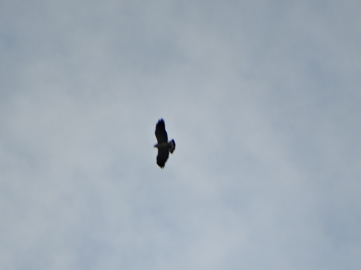 Variable Hawk - ML644014487