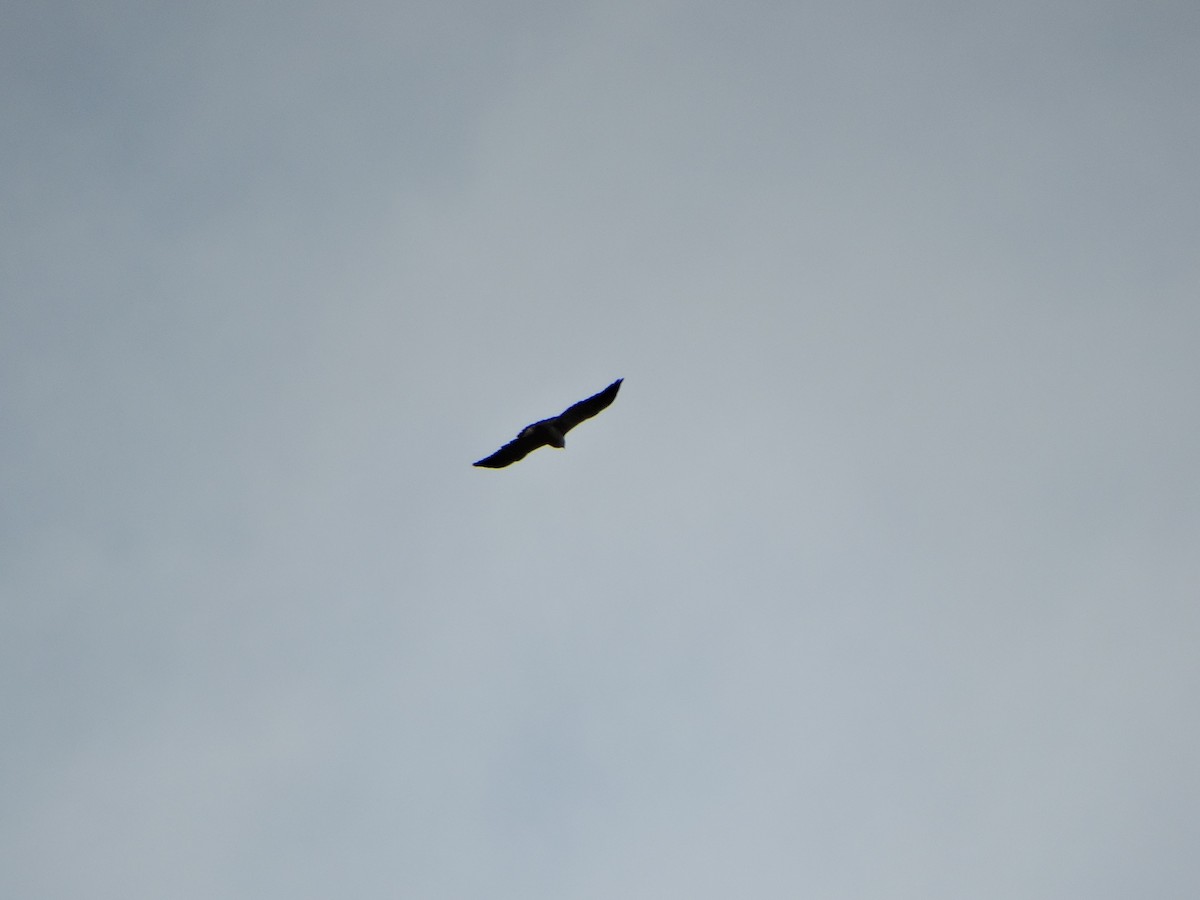 Variable Hawk - ML644014489