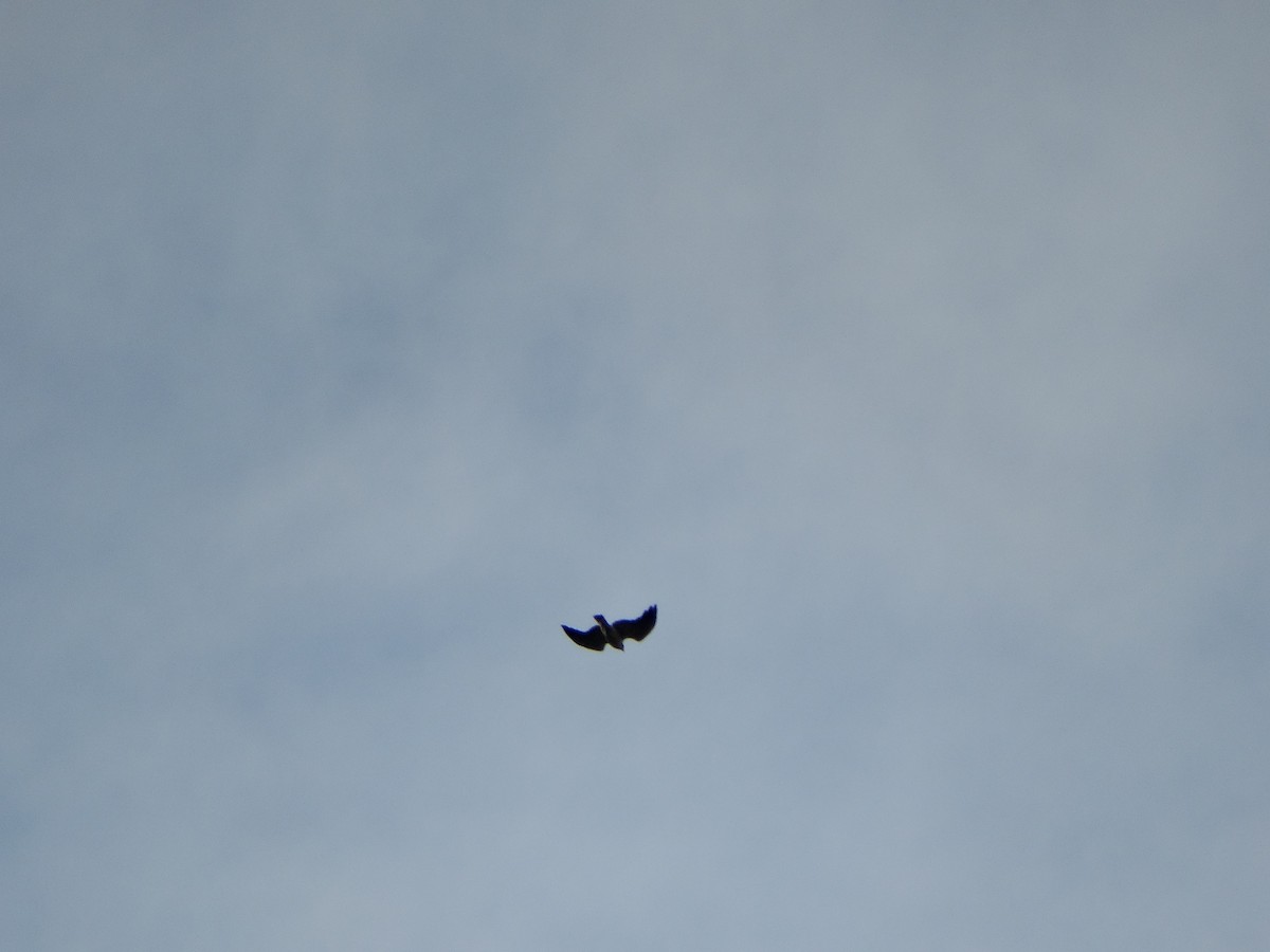 Variable Hawk - ML644014490
