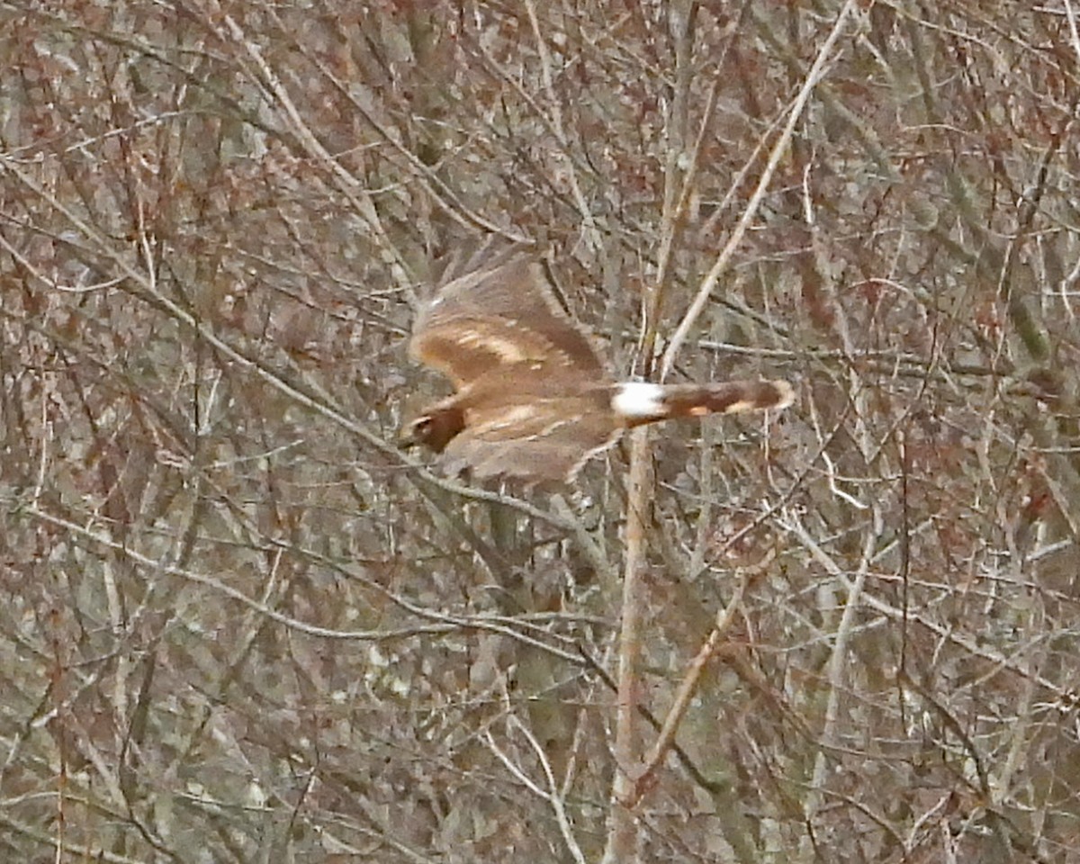 Busard des marais - ML644014552