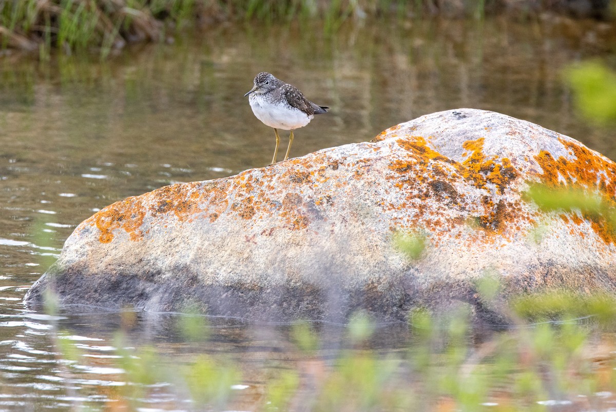 Solitary Sandpiper - ML644014572