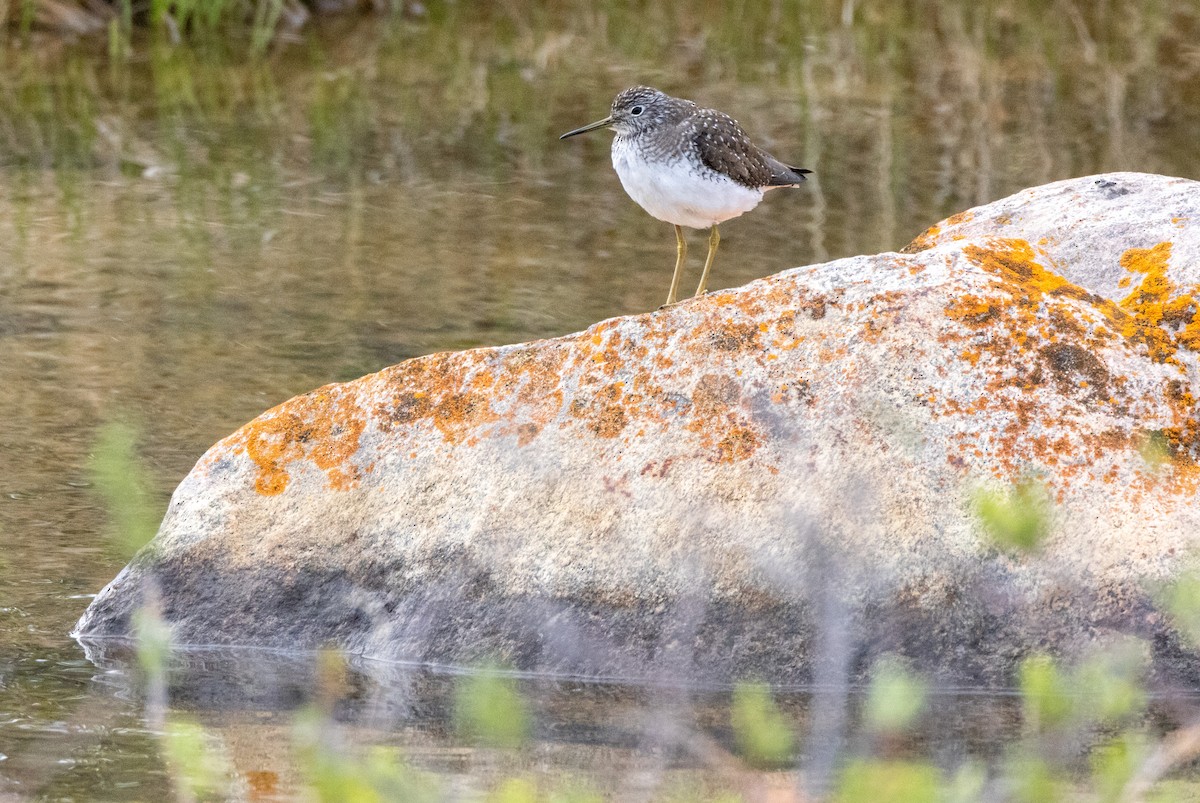 Solitary Sandpiper - ML644014574