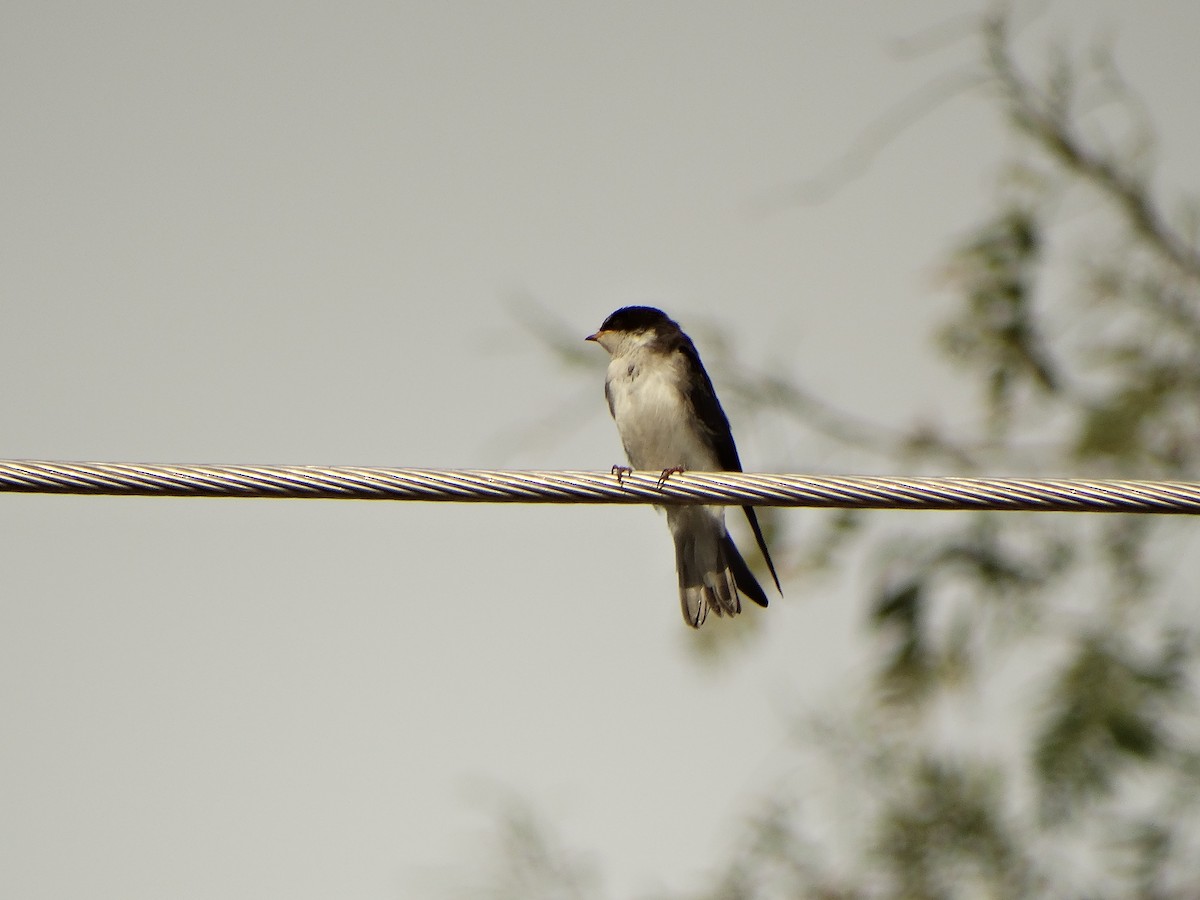 Chilean Swallow - ML644014577