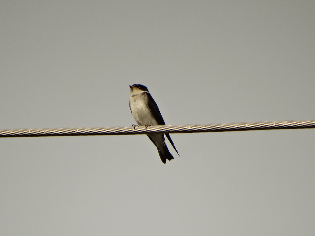 Chilean Swallow - ML644014579