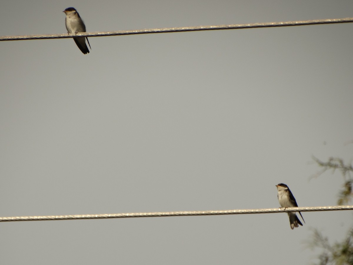 Chilean Swallow - ML644014582