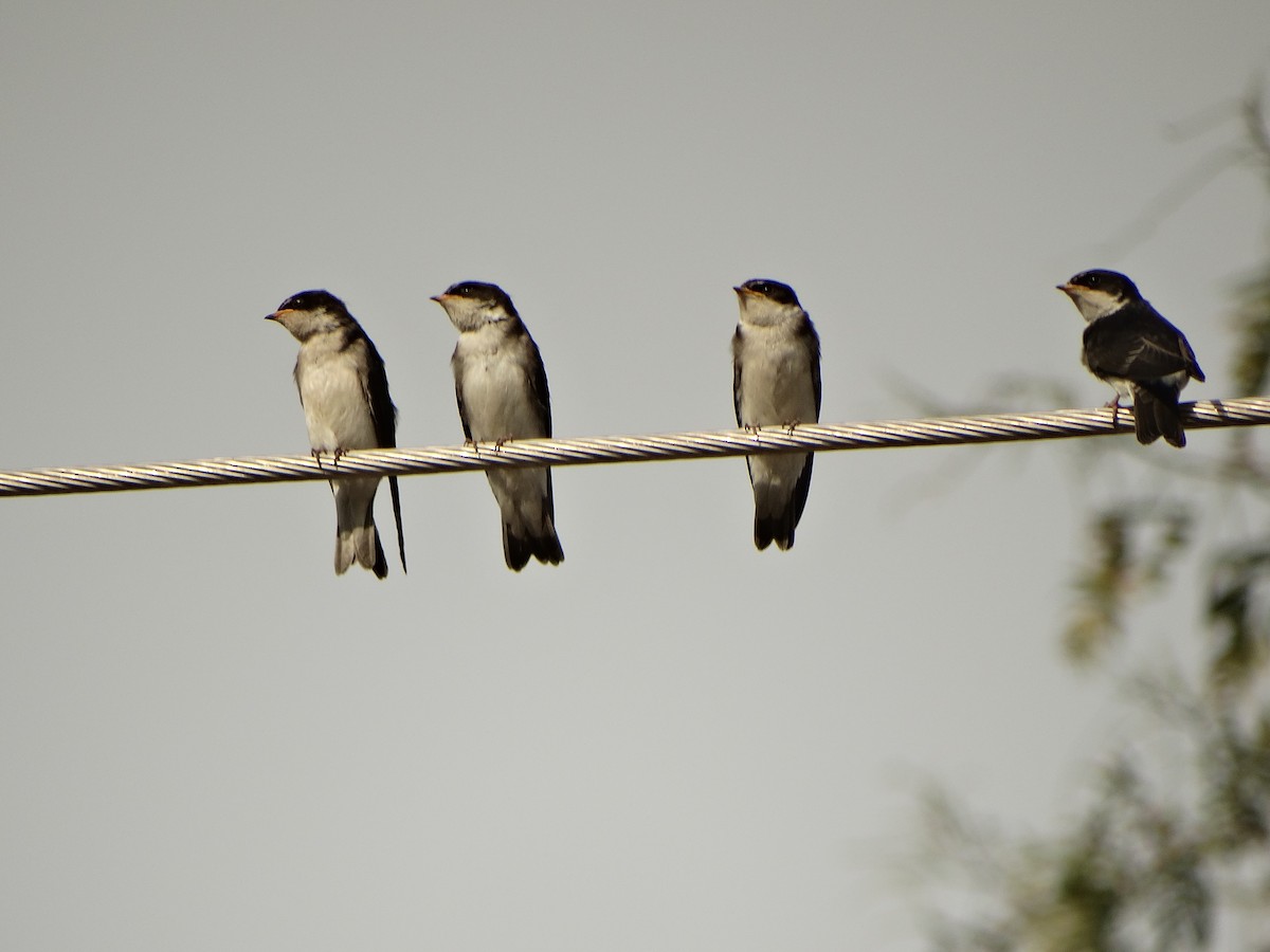 Chilean Swallow - ML644014586
