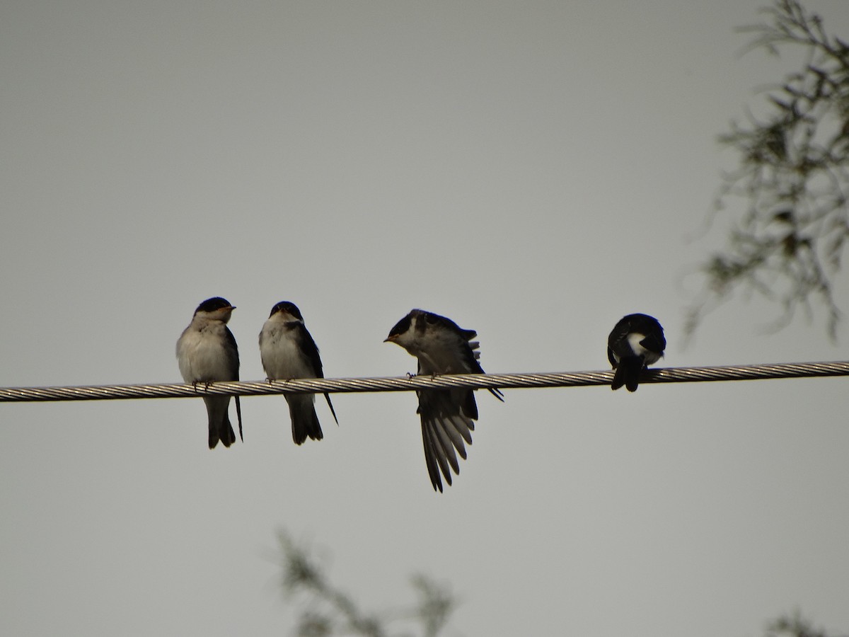 Chilean Swallow - ML644014590