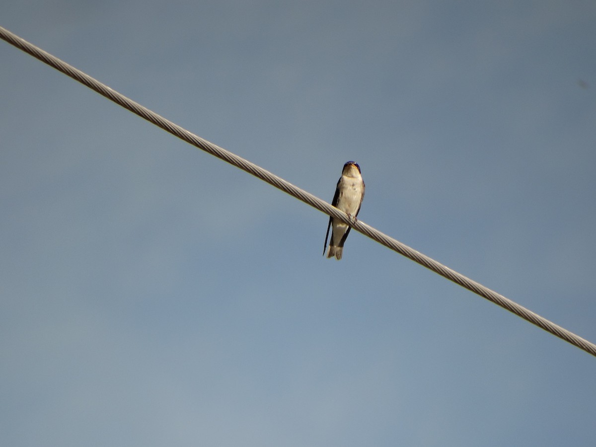Chilean Swallow - ML644014593