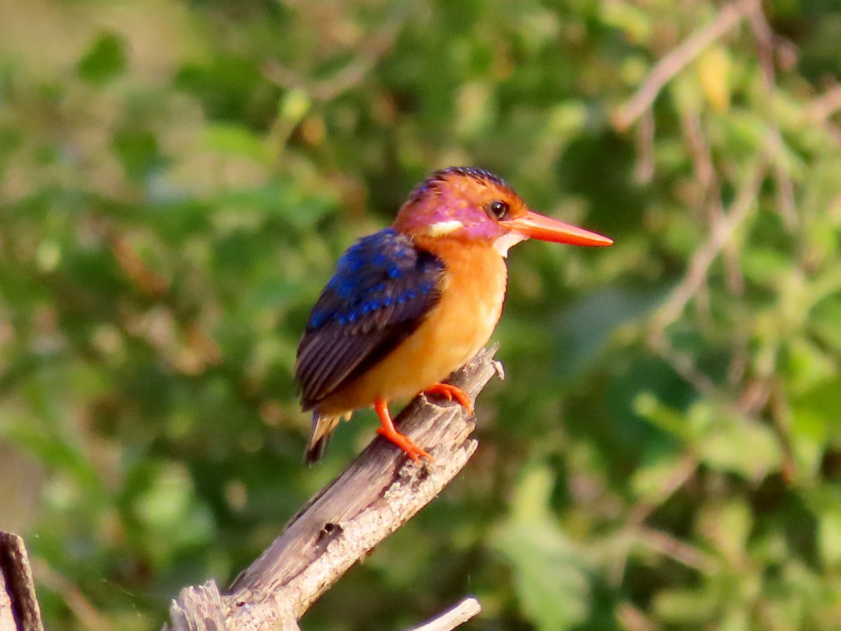 ヒメショウビン - ML644014607