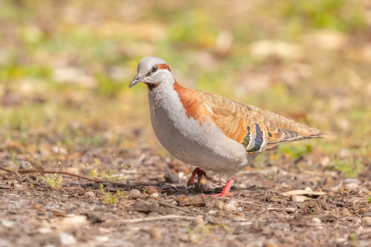 holub pestrokřídlý - ML644014611