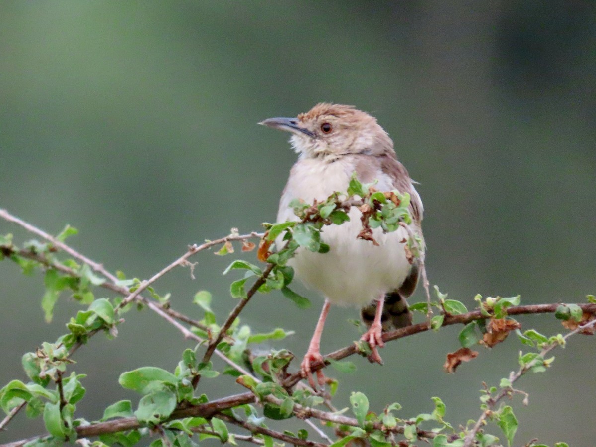 Rattling Cisticola - ML644014613
