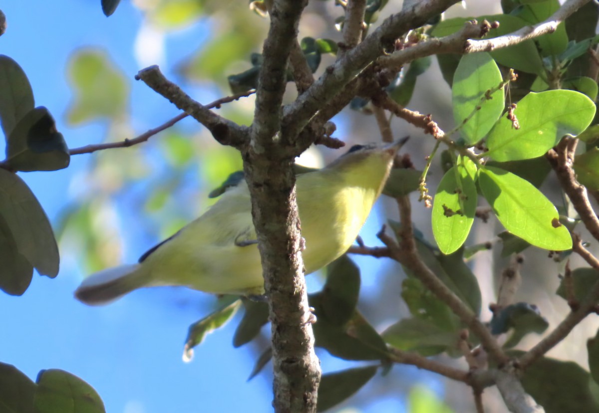 Philadelphia Vireo - ML644014615