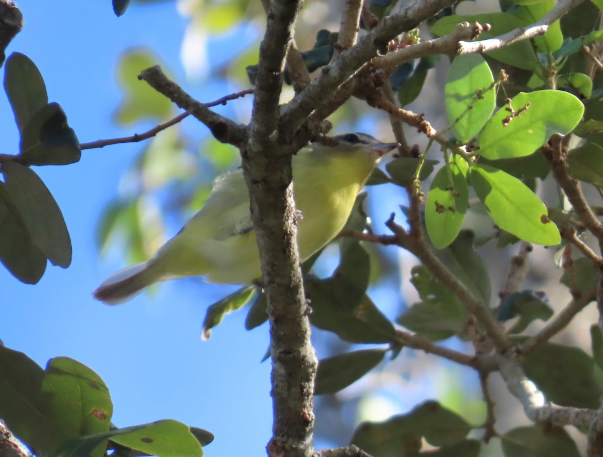 Philadelphia Vireo - ML644014616