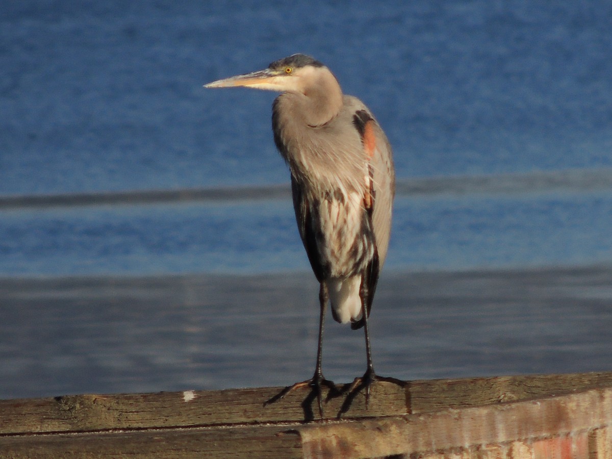 volavka velká - ML644014628