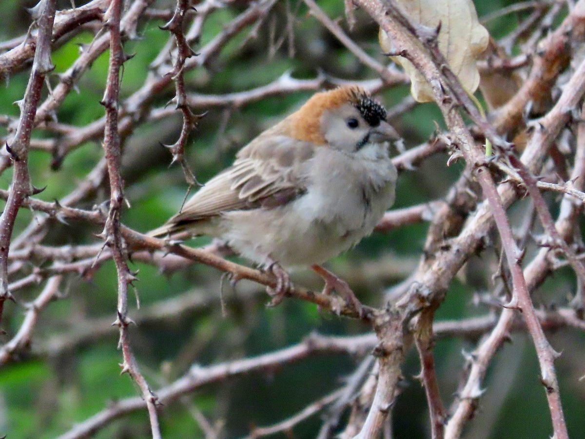Speckle-fronted Weaver - ML644014637