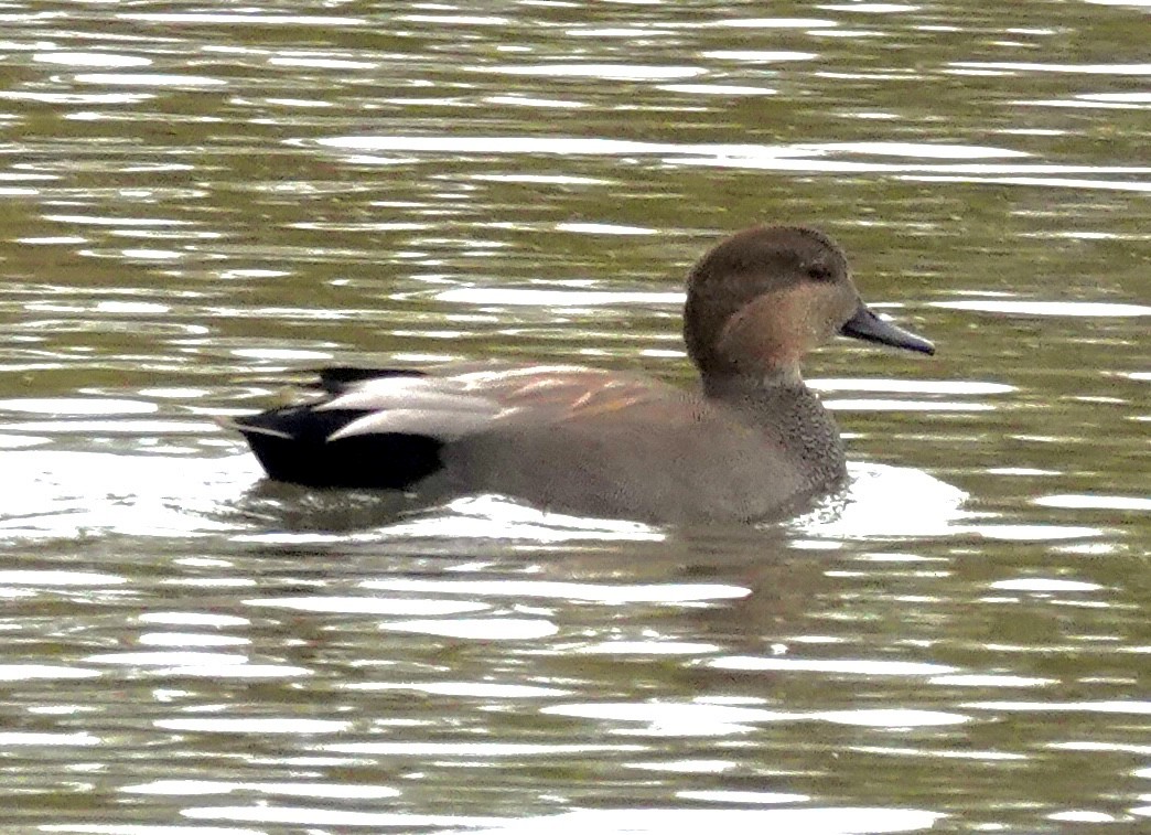 Gadwall - ML644014642