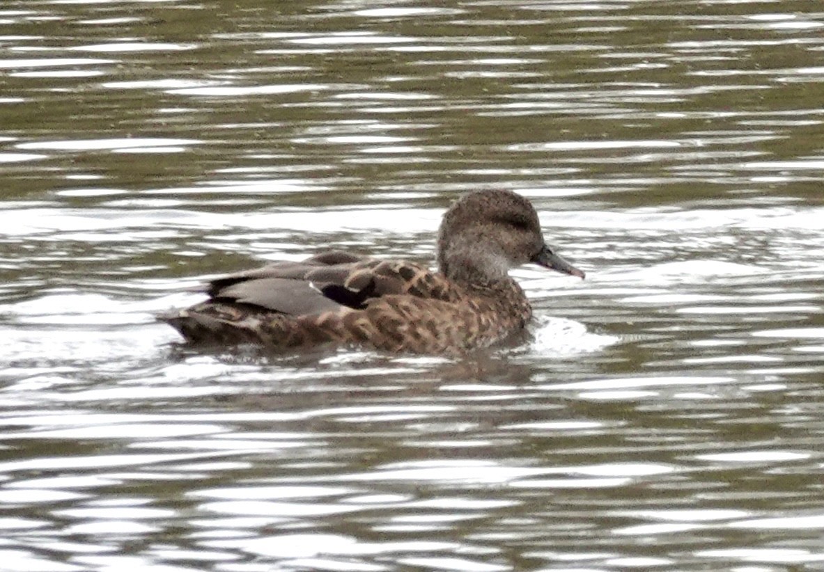 Gadwall - ML644014643